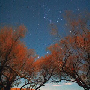 Orion and Sirius above Desert Trees