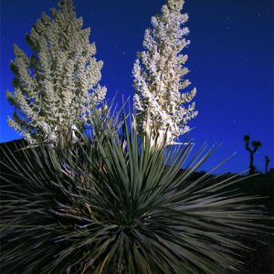 Nighttime Mojave Yucca