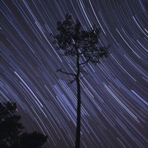 Pine Tree Star Motion