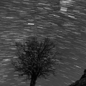 Tree and Star Trails