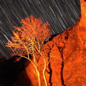 Fire Tree and Star Trails