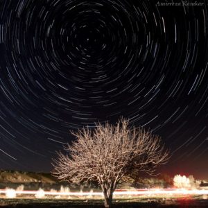 Star Trails above a Tree