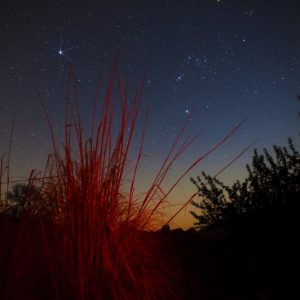 Orion and Sirius