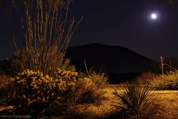 Lunar Eclipse and Desert Landscape