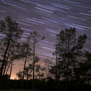 Light Trails in the Forest