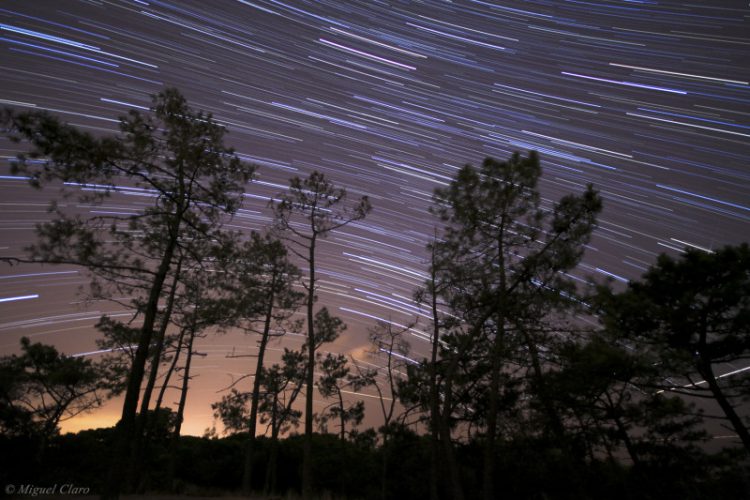 Light Trails in the Forest