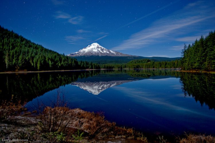 Trillium Moonlight and Stars