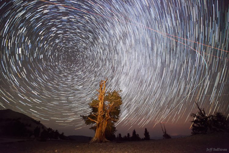 Ancient Bristlecone Star Trails