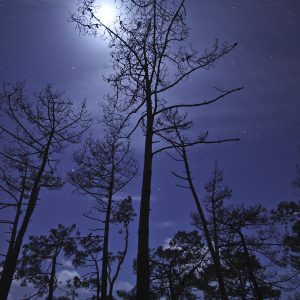 Trees and a Moonlit Cloudy Sky