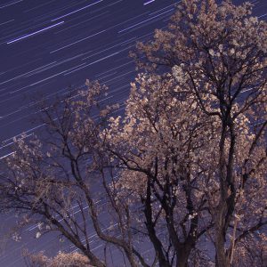 Leo Trails and Almond Blossoms