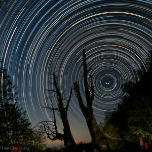 Starry Night of Couple Tree