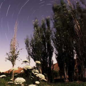 Flowers, Trees, and Star Trails