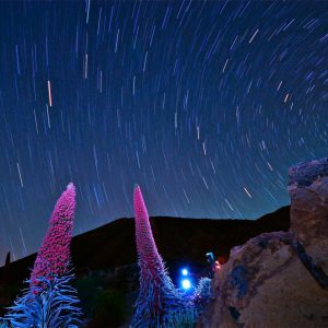 Tajinastes at Night II