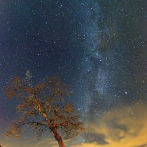 Tree, Jupiter, and Milky Way
