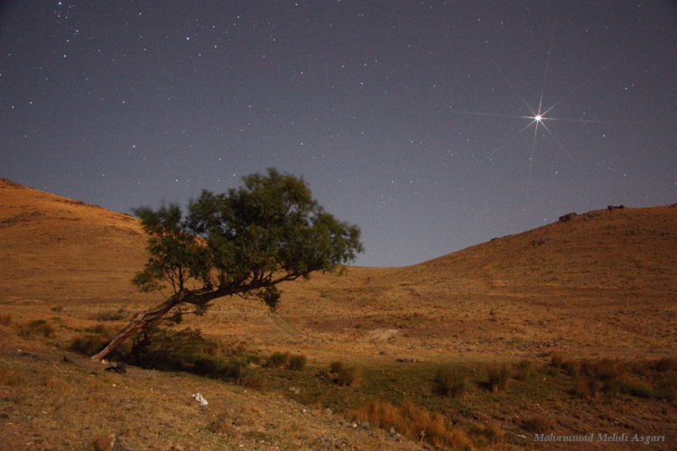 Jupiter and the Tree