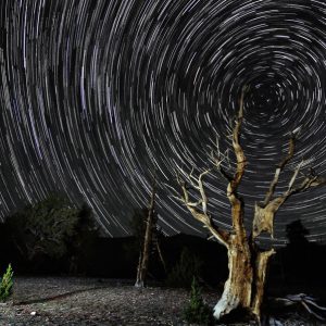 Patriarch Grove North Star Trails