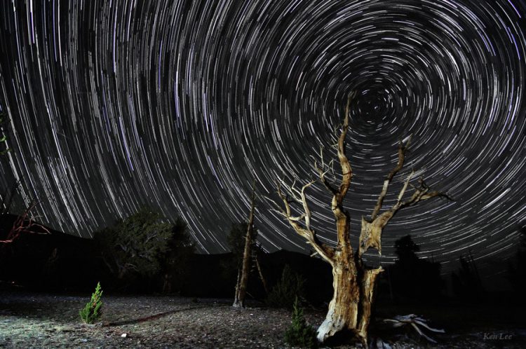 Patriarch Grove North Star Trails