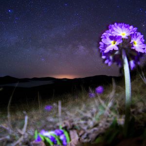 Wild Flower under the Milky Way