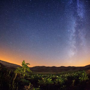 Perseid Meteor