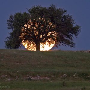Huge Moon