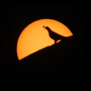 Transit of Venus, 2012