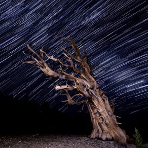 Patriarch Grove Star Trails