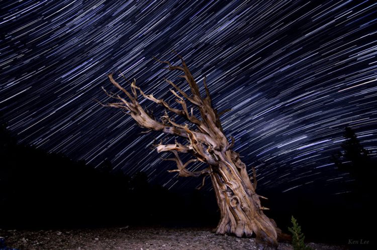 Patriarch Grove Star Trails