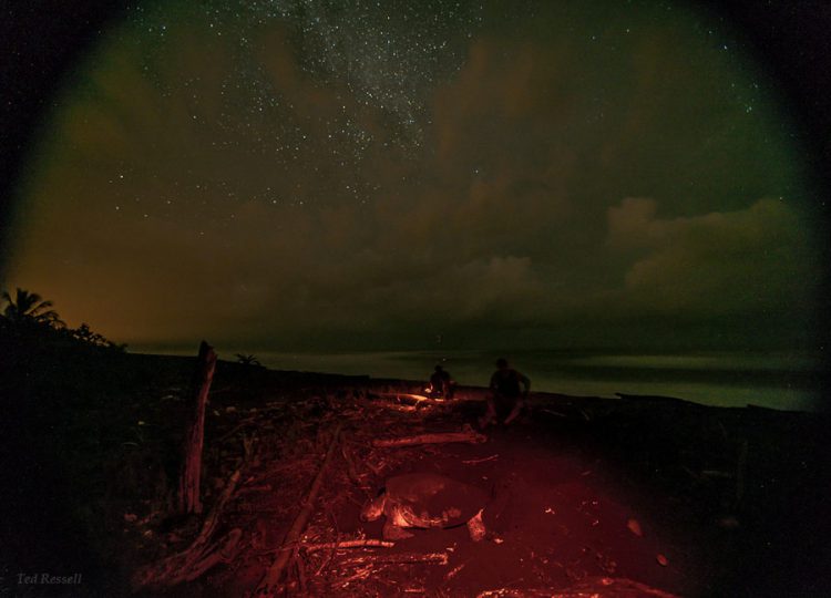 Turtle Under the Caribbean Sky