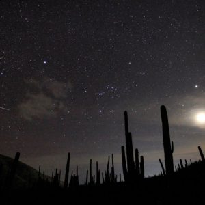 Orion vs. Scorpion
