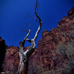 Lonely Tree of the Coyote God