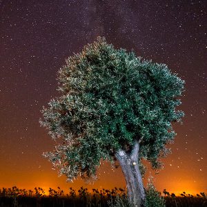 Starry Sky of Alentejo