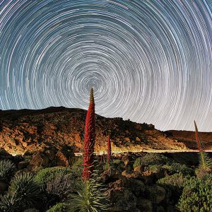 Star Trails Around a Tajinaste