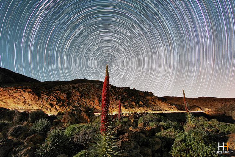 Star Trails Around a Tajinaste