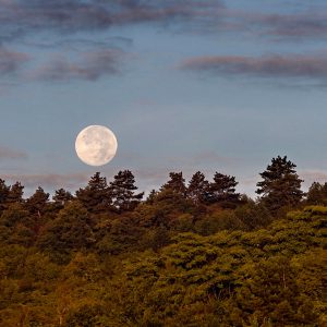 Setting Full Moon over Pine Trees