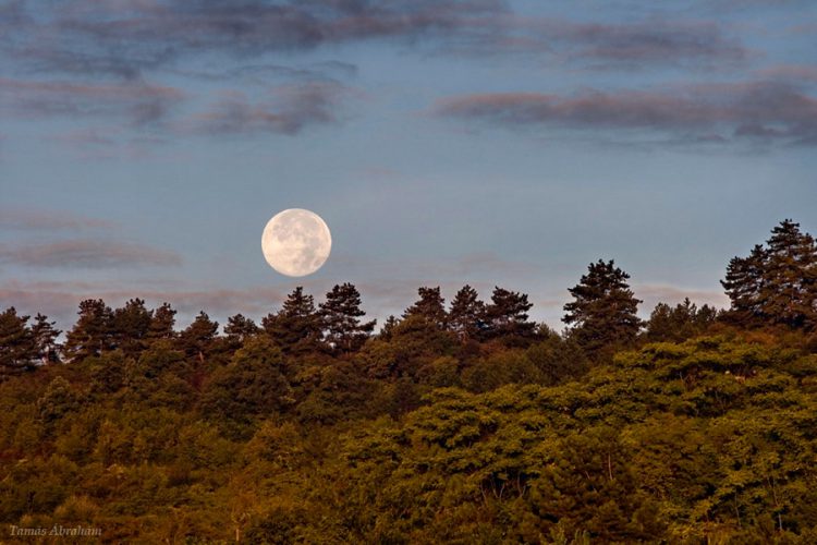 Setting Full Moon over Pine Trees