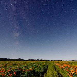 Summer Flowers under Moonlight