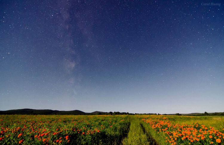 Summer Flowers under Moonlight