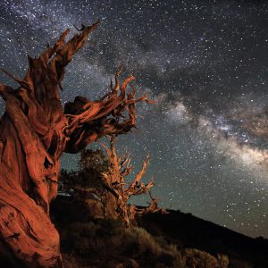 Ancient Bristlecone Pines