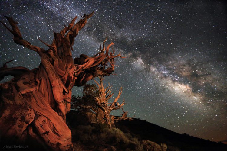 Ancient Bristlecone Pines