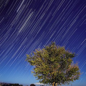 One Tree One Night