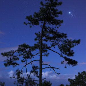 Venus and the Seven Sisters