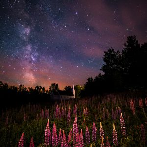 Lupines at St. Matthew