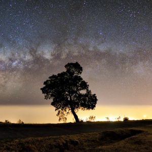 The Sentinel Tree