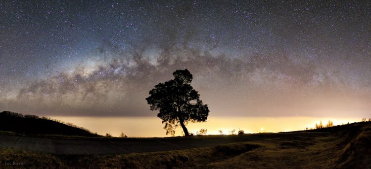 The Sentinel Tree