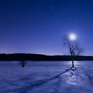 Moon above Tree