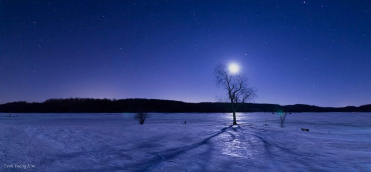 Moon above Tree