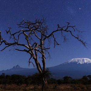 Dry Acacia and Kilimanjaro