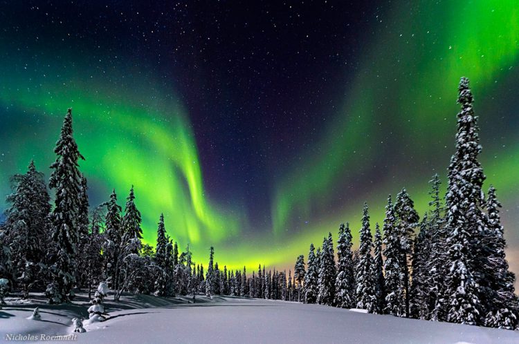 Forest Lights