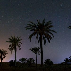 Among the Palm Trees