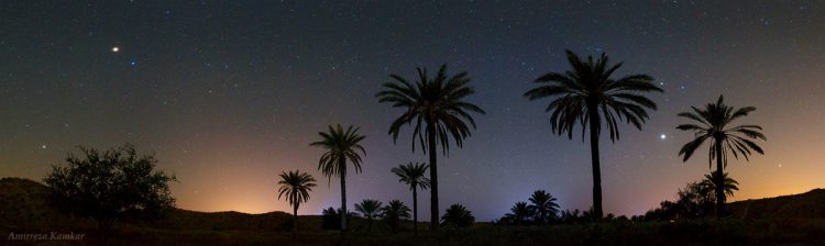 Among the Palm Trees